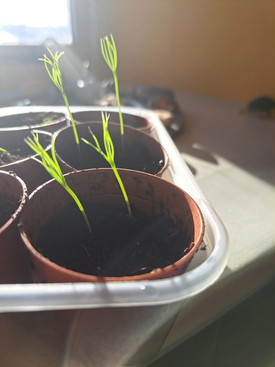 CountrysideL's tweet photo. One of the activities at our recent xmas themed Countryside Classroom Day at Ledston was to learn about why we brought greenery into the house xmas time and to plant your own xmas tree. These are tiny little pine trees. The fir seeds are a bit more shy. #pine #firtree #evergreen https://t.co/22RnF7KLrC
