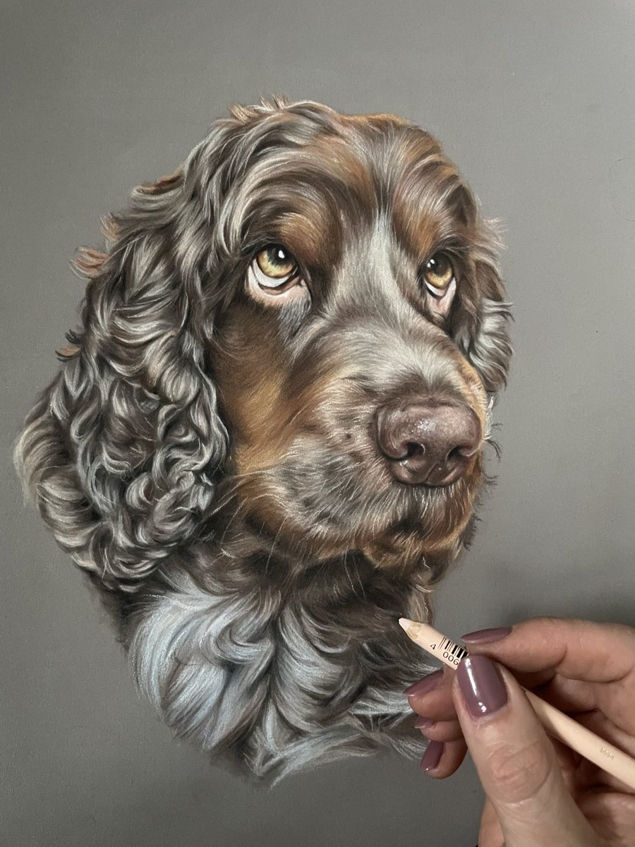 Morning all! 
I couldn’t wait to get cracking on this lovely face and all of the lovely colours in his fur! 
Meet Buddy the Spaniel 🥰
Pastel on pastelmat 

#art #petportrait #pastelpainting #spaniel #drawing #pencilart #fur