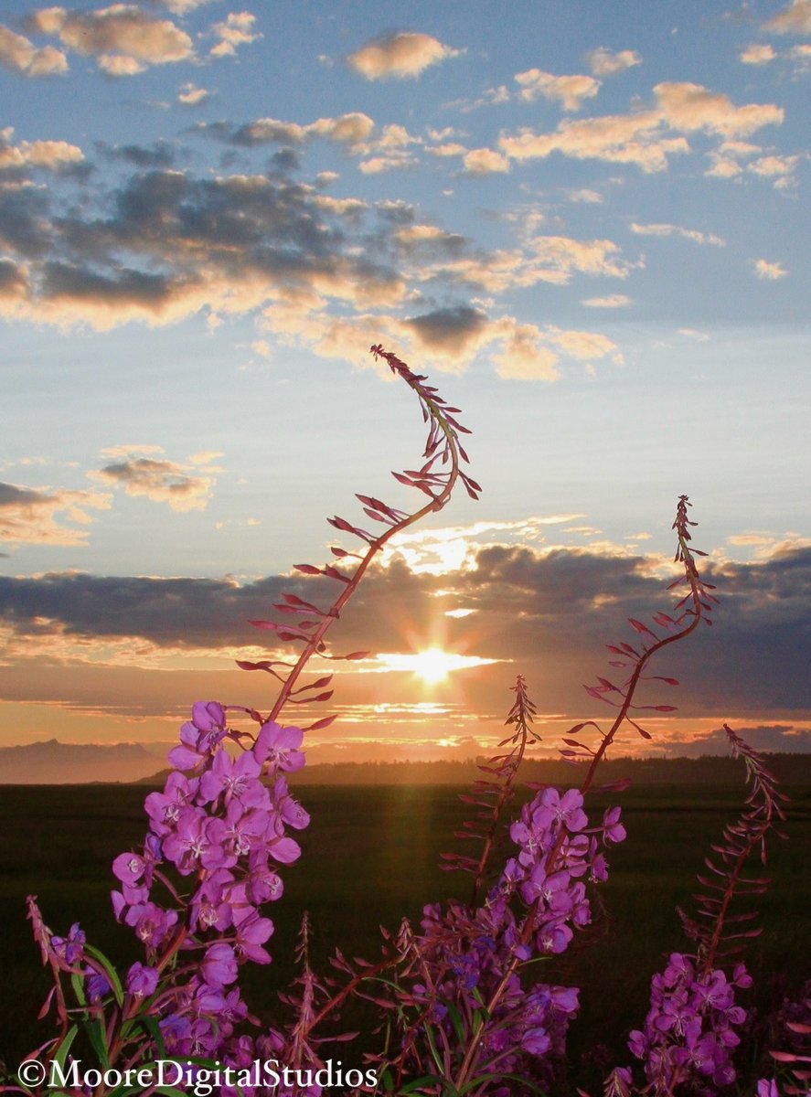 MooreDigitalAK's tweet photo. 🌅✨Stunning sunset over the Kenai River Flats, seen through the vibrant Fireweed!
📸 Like & Follow for more photos.
#AlaskaSunset #KenaiRiver #NatureLovers #Photography https://t.co/DuMO1tP3kf