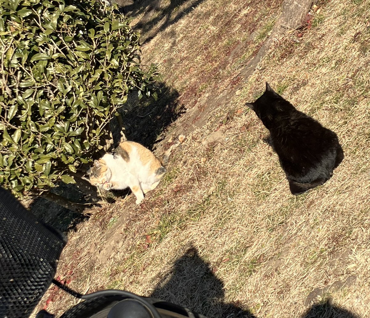 CRmmcha's tweet photo. とても気持ちのいい青空☀️
連休中の増加分を減らすべく、いつもの #サイクリングロード を20キロ頑張りました🚲💨
休憩してたら黒猫ちゃんと三毛猫ちゃんが❤️😸

#サイクリング
#ママチャリ
#サイクリング好きな人と繋がりたい
#自転車のある風景
#自転車日和
#ゆるぽた https://t.co/gMV7jQpBFX