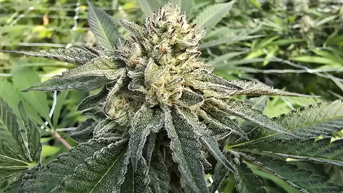 Wight Rabbit Extracts tweet media