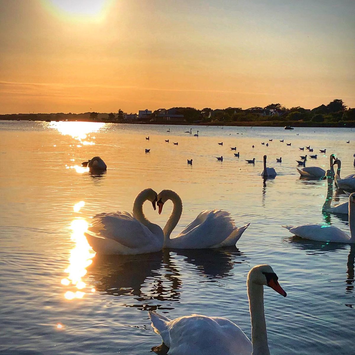 LoveXchurch's tweet photo. Don’t you just adore the natural world,⁠
Love manifests itself in so many ways. 💙⁠
⁠
#LoveXchurch 
⁠
📷: @supcoastalfox ⁠ https://t.co/FgnZBnR3vf