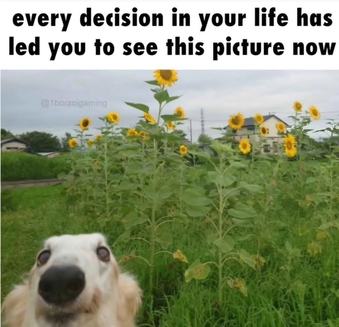 Evil Doge (@evilsatandoggo) on Twitter photo 