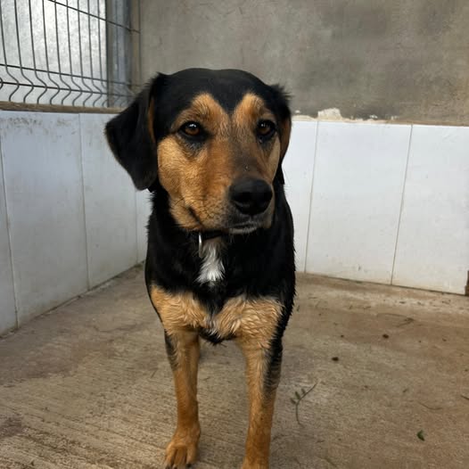 Mini es otra de las últimas integrantes... Siempre ha tenido una familia, un hogar donde poder estar calentita y ahora ha tenido que venir al refugio.
Tiene 3 años y necesita muy urgente encontrar una familia definitiva.