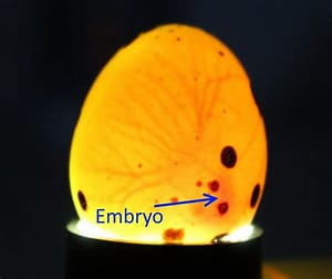 EugeneIradukund's tweet photo. Egg candling is a process used to observe the development of embryos inside fertile eggs. this is done at 18 days of incubation before eggs are transferred to hatchery.
#FarmWithEugene
#FoodForAll
#AgrInfluenceRW https://t.co/aoNok8ZvPW
