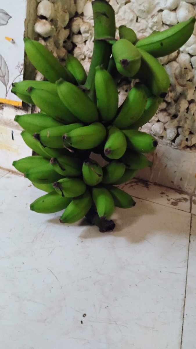Meesew1's tweet photo. இனிய தைப்பொங்கல் அன்று எங்கள் தோட்டத்தில் முதல் அறுவடை 
#தைப்பொங்கல் https://t.co/Jz3Aaw7ihe