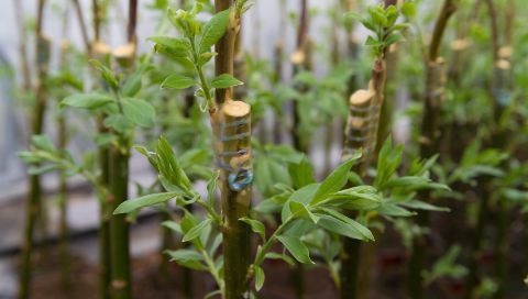 IRADUKUNDA59643's tweet image. #Grafting 
Select a good #scions form a good mother plants
#productivity
#Resistance plants