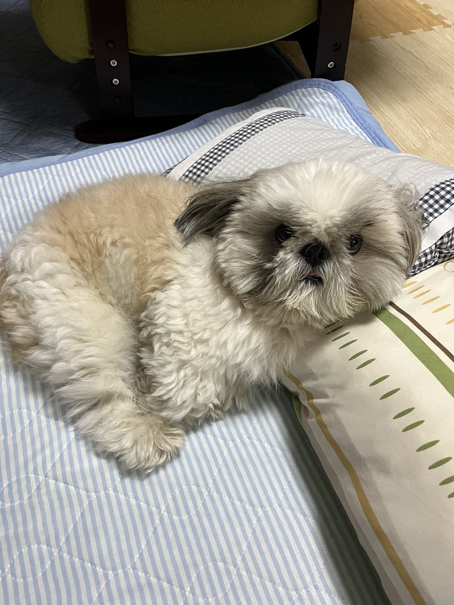 ラッコに見えるらしいつかさシリーズ