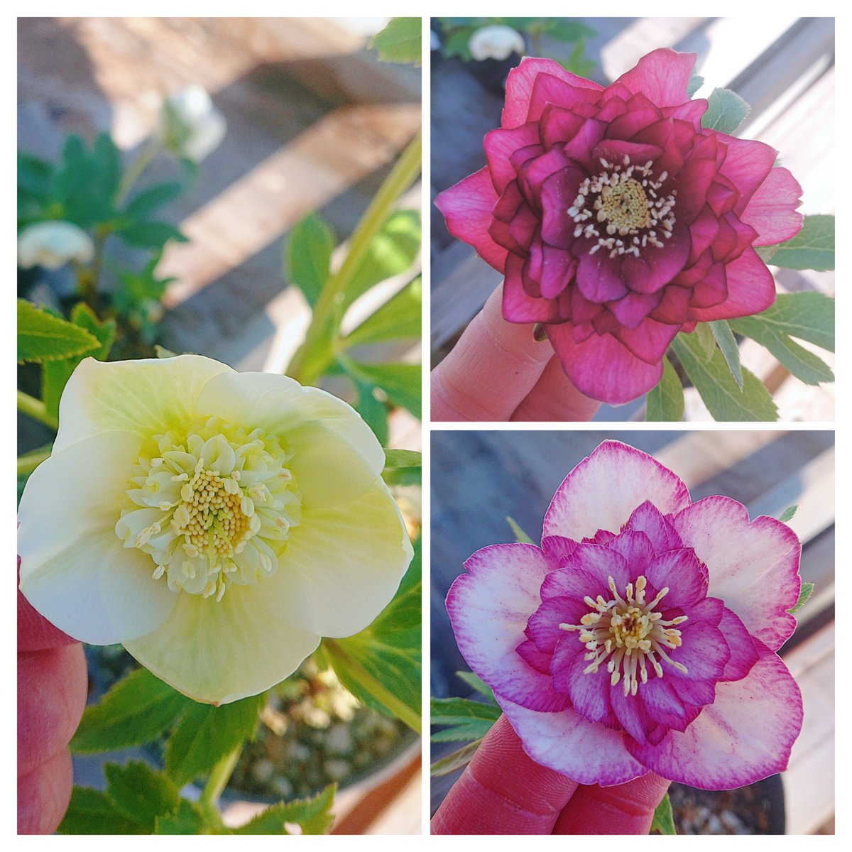 ガーデンセンター新田店】 ❁クリスマスローズ情報❁ #加藤農園 さん