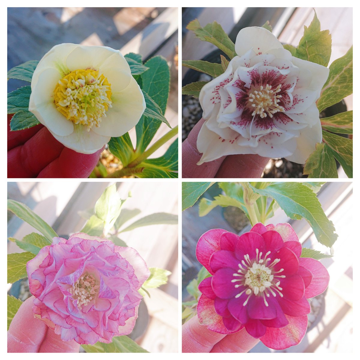 ガーデンセンター新田店】 ❁クリスマスローズ情報❁ #加藤農園 さん