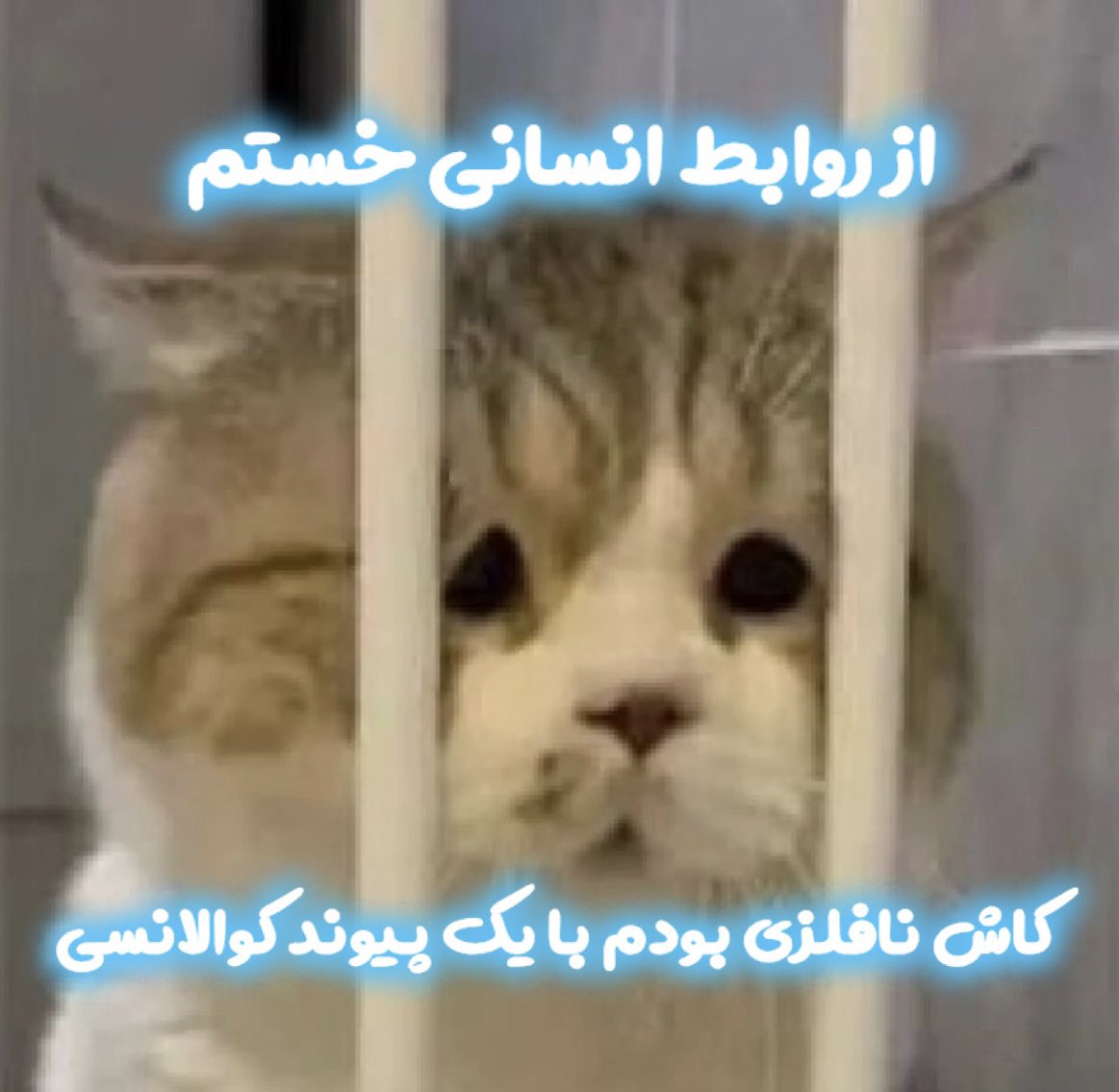 صـــالـــح tweet media