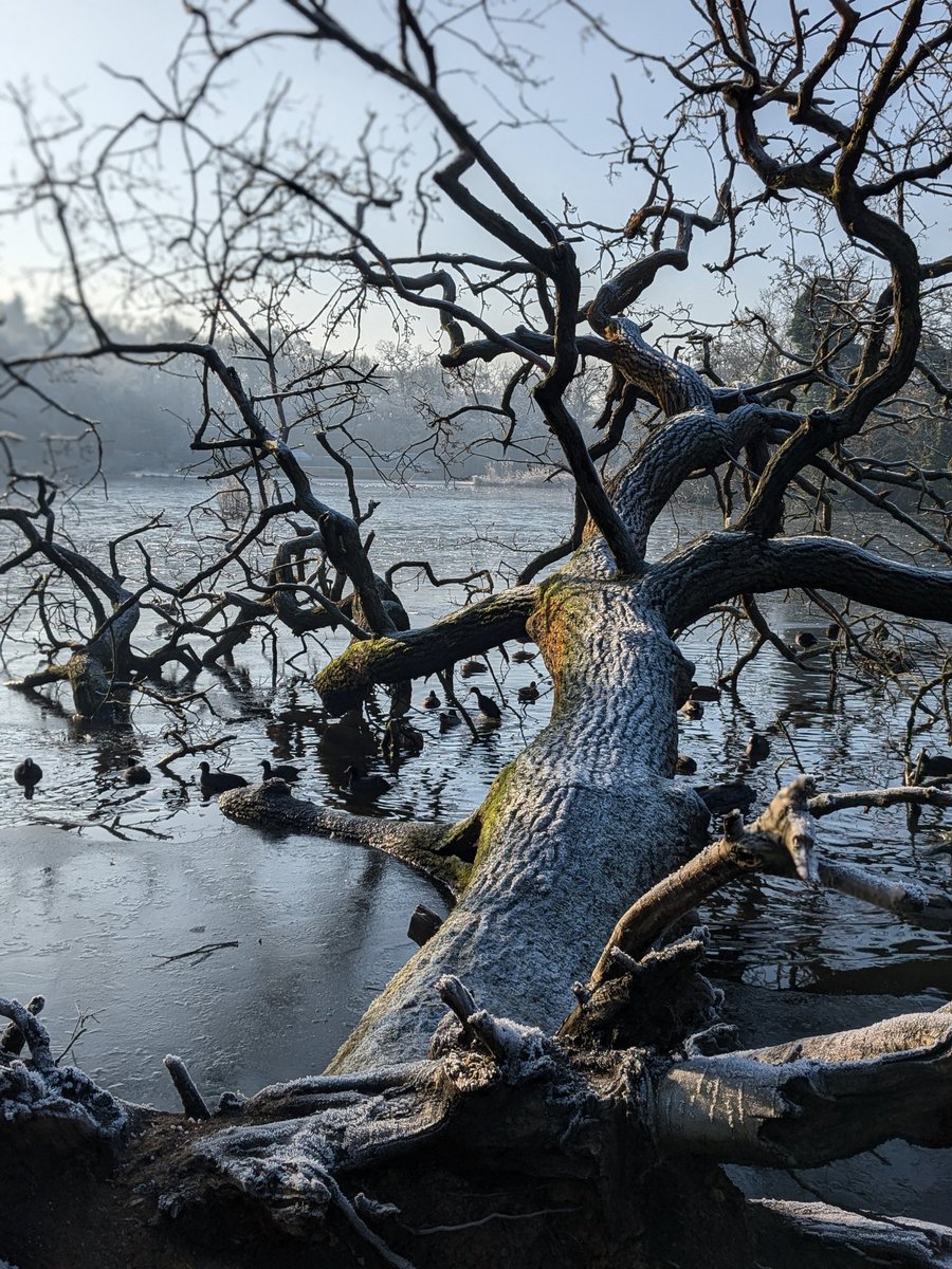 littlemisscomp's tweet photo. Winter wonder ❄️ 
Happy #thicktrunktuesday 
#forests #trees https://t.co/Tt7bVylytf