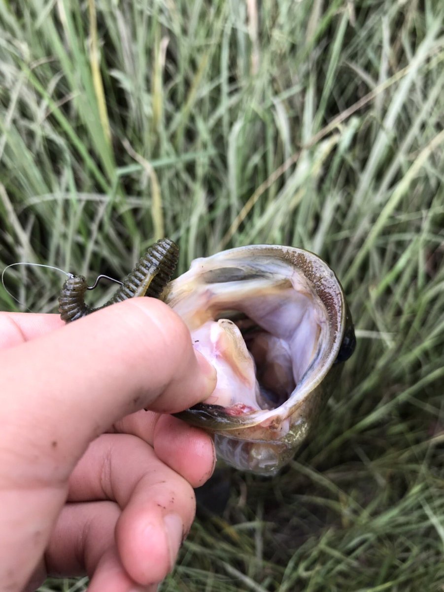 Kirin_mudamuda's tweet photo. @LaikoFishing 沈み虫1.8inch
去年の夏これで80匹は仕留めました！ https://t.co/JxuC1jfh5M