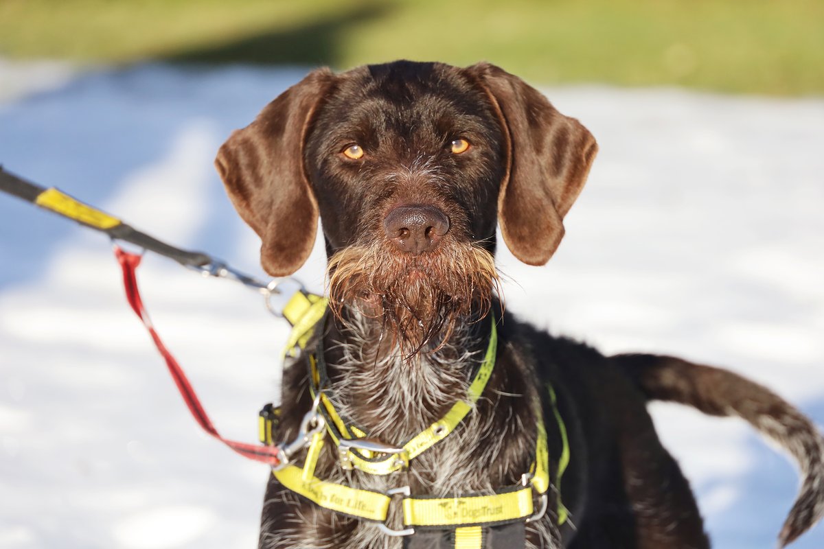 DT_Leeds's tweet photo. 💛 MEET VLAD 💛

This exceptionally handsome boy is a 2yr old #GermanWirehairedPointer and he's looking for his forever home NOW! 🏡🐶🤞

Find out more 👉 https://t.co/TMf7TR4gxP

#RescueDog #AdoptDontShop #DogRehoming #Leeds #DogOfTheDay @DogsTrust https://t.co/QbLIayh5Nb