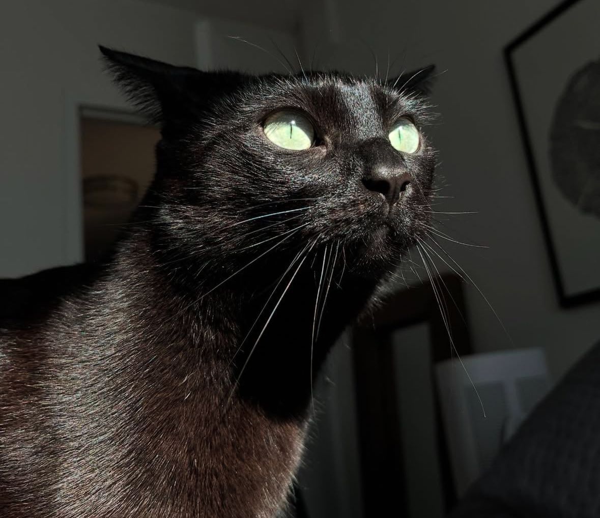 Black cats are not bad luck tweet media