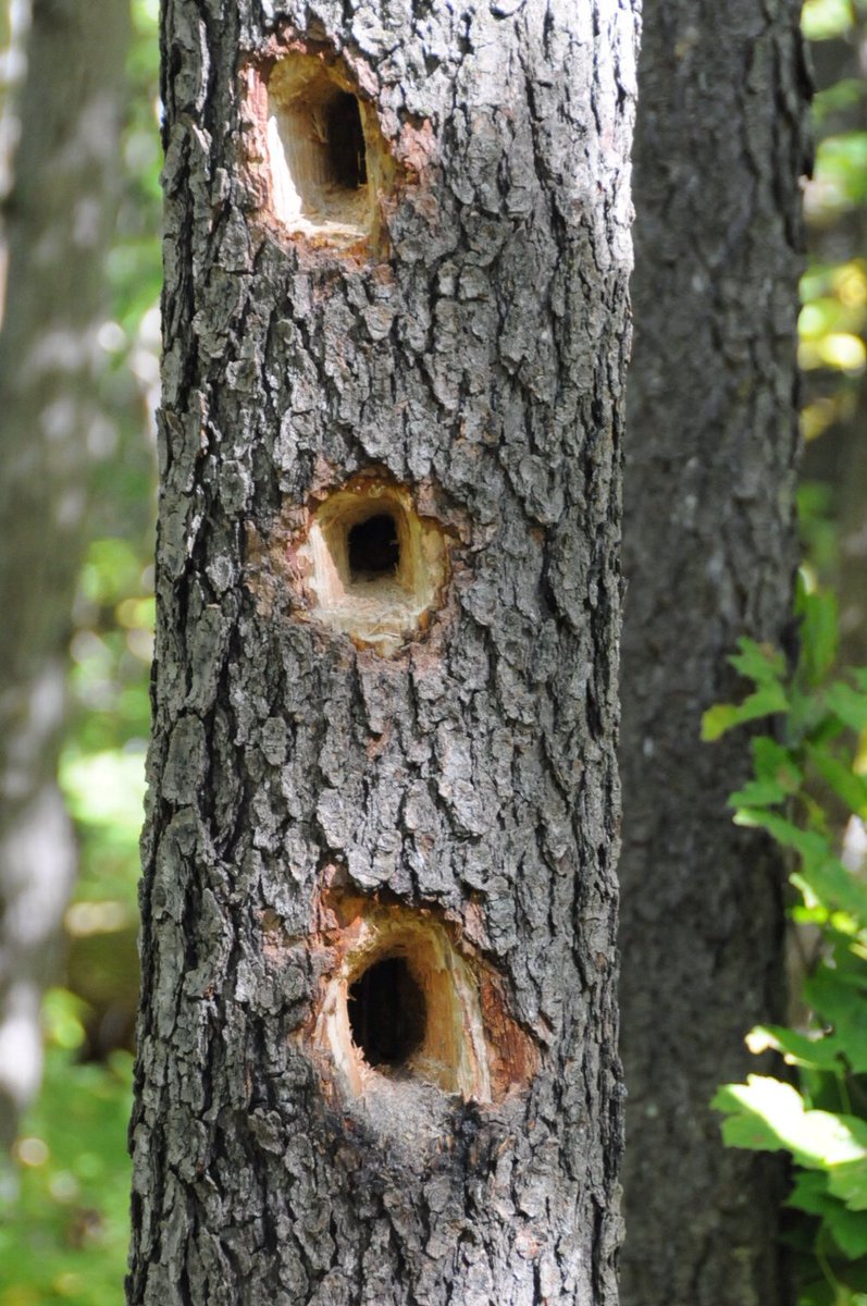 MbeeraTours's tweet photo. Wood peckers .They are fascinating small birds, known for their strong beaks and unique feet that aid in tree clinging. They drum to communicate and peck for insects using specialized tongue that wraps around the skull to protect the brain from injury. https://t.co/43jEzk0gU4