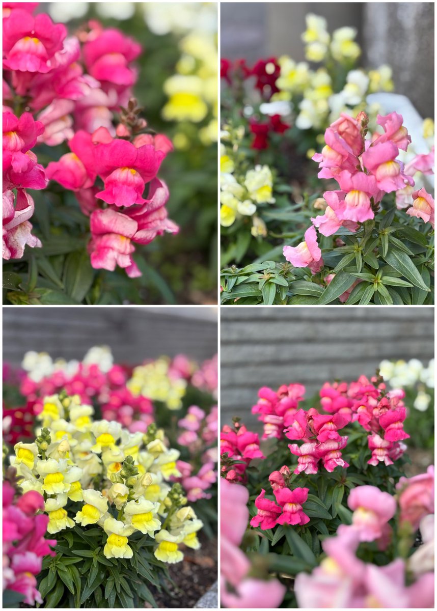 ☆金魚草⑫〜⑳ 金魚草⑫〜⑳☆ New 2025 Kawasaki Ninja ZX-14R ABS