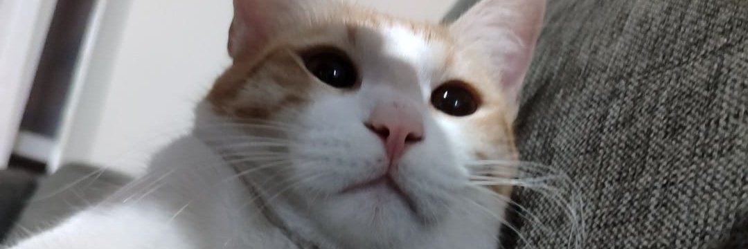 Aylık üç kg kuru mamam, 1 kg yaş mamam var, sigaram alkolüm yok sadece macun bağımlılığım var onun da zararı kendime, temizliğime yalamama dikkat ederim, sünnetliyim çocuk derdimiz olmaz, biraz öfke problemim var sinirlenince ısırırım. Temizliğine dikkat eden, benimle bir tas