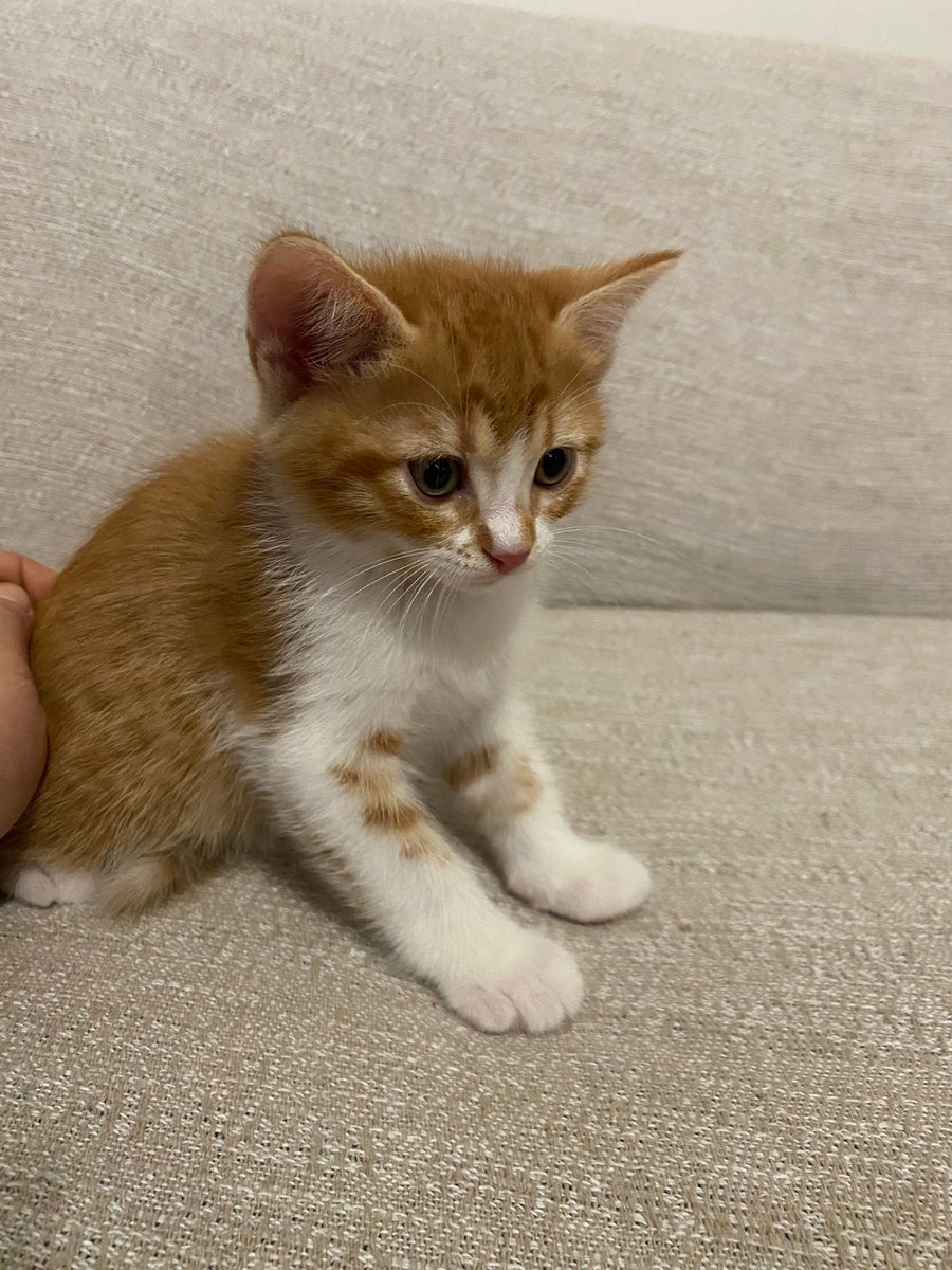 ohnoplath's tweet photo. 46 günlük iki bebeğe ömürlük yuva arıyoruz. ( Ayrı ayrı da olabilir) Bu güzellerimizi KALICI OLARAK,  sahiplenmek isteyen, güvenilir, bilinçli ve hayvansever bireyler arıyoruz. 

Yer: Gaziemir Sevgi Mahallesi
Cinsiyet: Biri dişi (sol)
biri erkek (sağ) https://t.co/acl6hU2wYZ