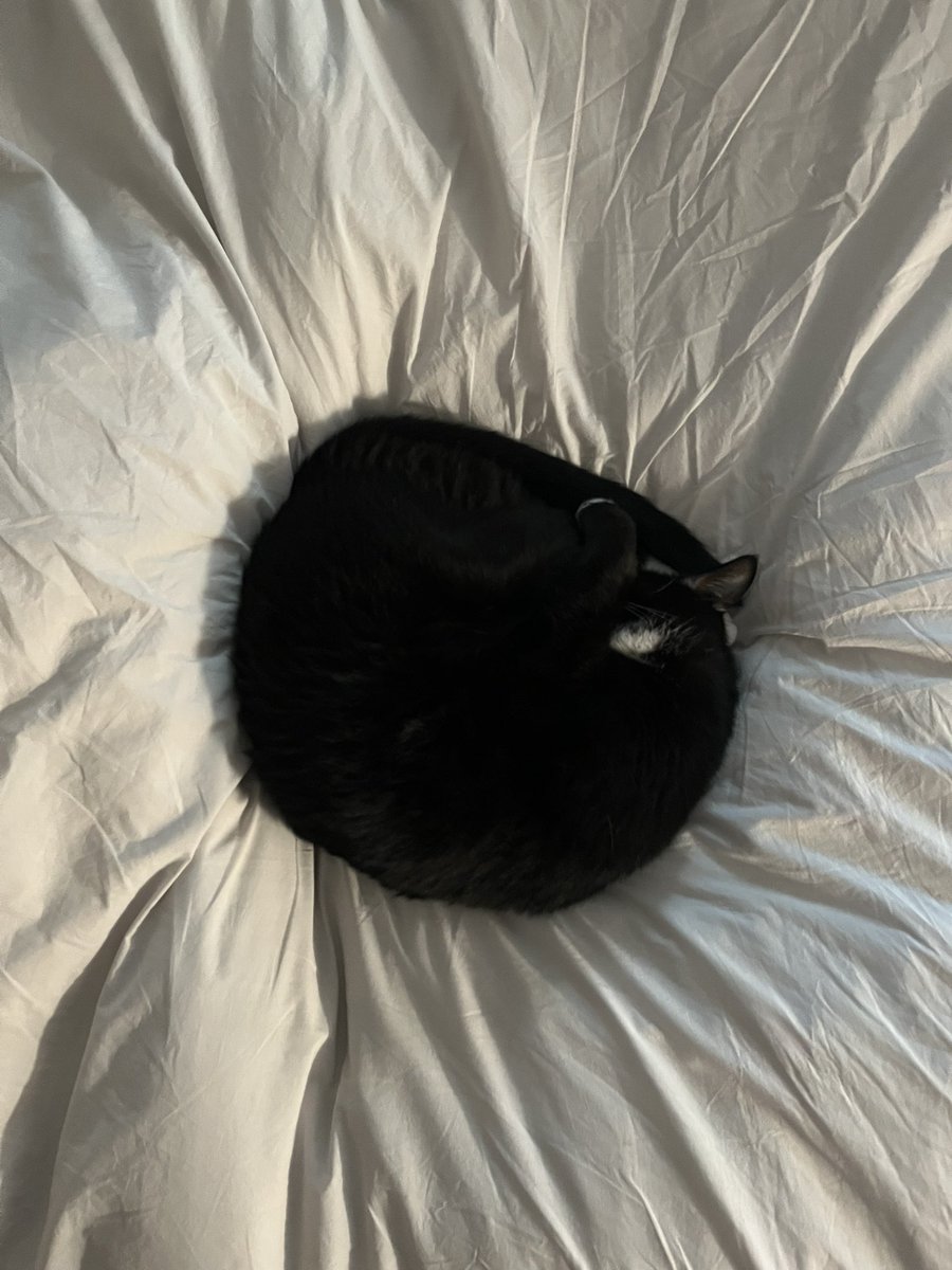 울음따발총🤦‍♂️ 약밥임자🐱 tweet media