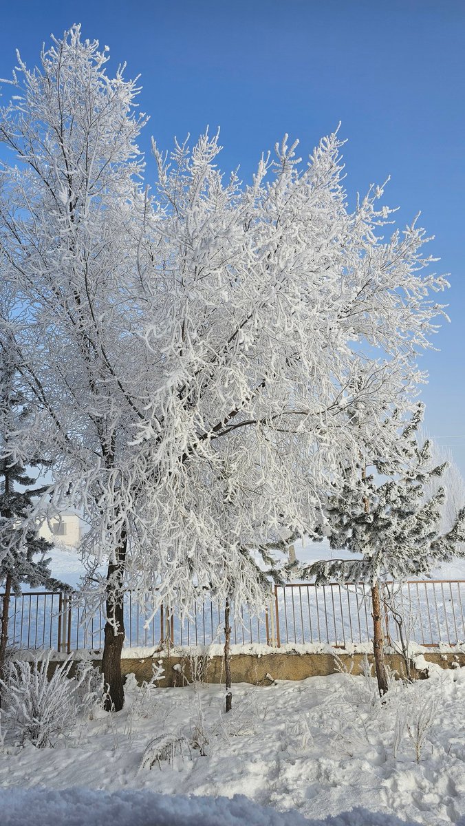 nihal_reisoglu's tweet photo. Kurt kışı zor geçirir Erzurum çok soğuk 🥶 https://t.co/ulVI77i04H