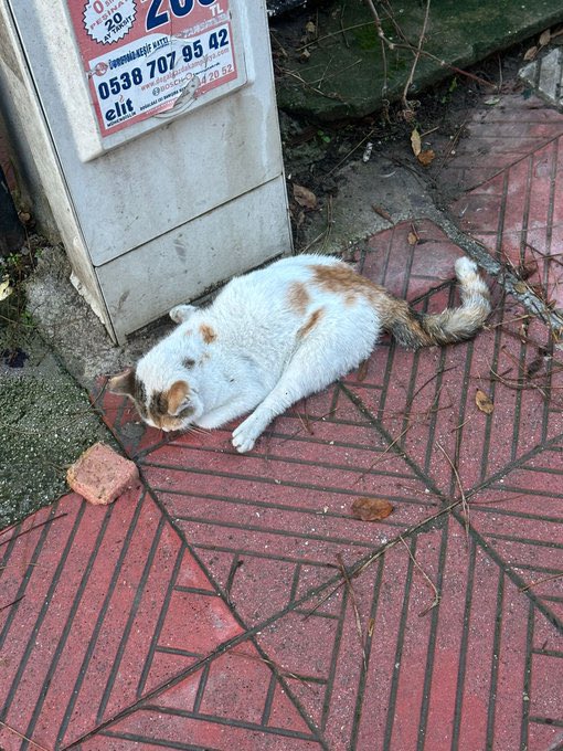 cerezfamilya's tweet photo. Araba kazası sonucu felç kalmış. Bu hafta klinikten çıkacak ve gidecek evi yok. Bu hafta içi ACİL YUVAYA İHTİYACI VAR. 
Manisa ama başka ilden yuva bulunursa nakil için çözüm sağlanabilir https://t.co/2U6o04F5Vy