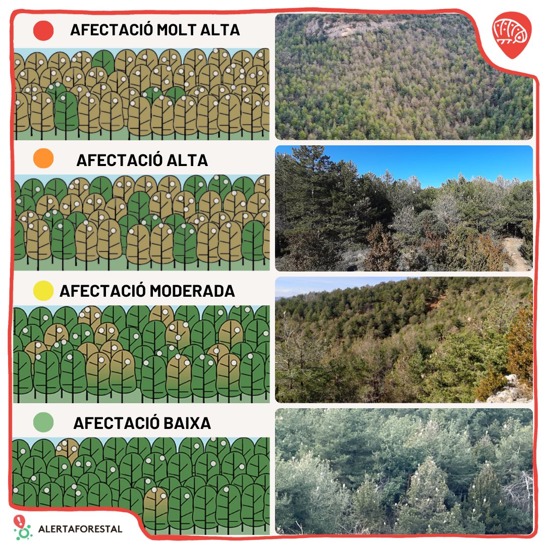 CREAF (@creaf_ecologia) on Twitter photo 🌲🦋 Sabeu quin aspecte té un bosc perjudicat per processionària? Doncs us ho ensenyem gràficament i amb fotos!
Si veieu qualsevol tipus d’afectació, envieu-nos fotos i així podrem fer seguiment de la salut dels boscos amb <a href="/AlertaForestal/">AlertaForestal</a> 💚
📸👉app.alertaforestal.com 🌲🦋 Sabeu quin aspecte té un bosc perjudicat per processionària? Doncs us ho ensenyem gràficament i amb fotos!
Si veieu qualsevol tipus d’afectació, envieu-nos fotos i així podrem fer seguiment de la salut dels boscos amb <a href="/AlertaForestal/">AlertaForestal</a> 💚
📸👉app.alertaforestal.com