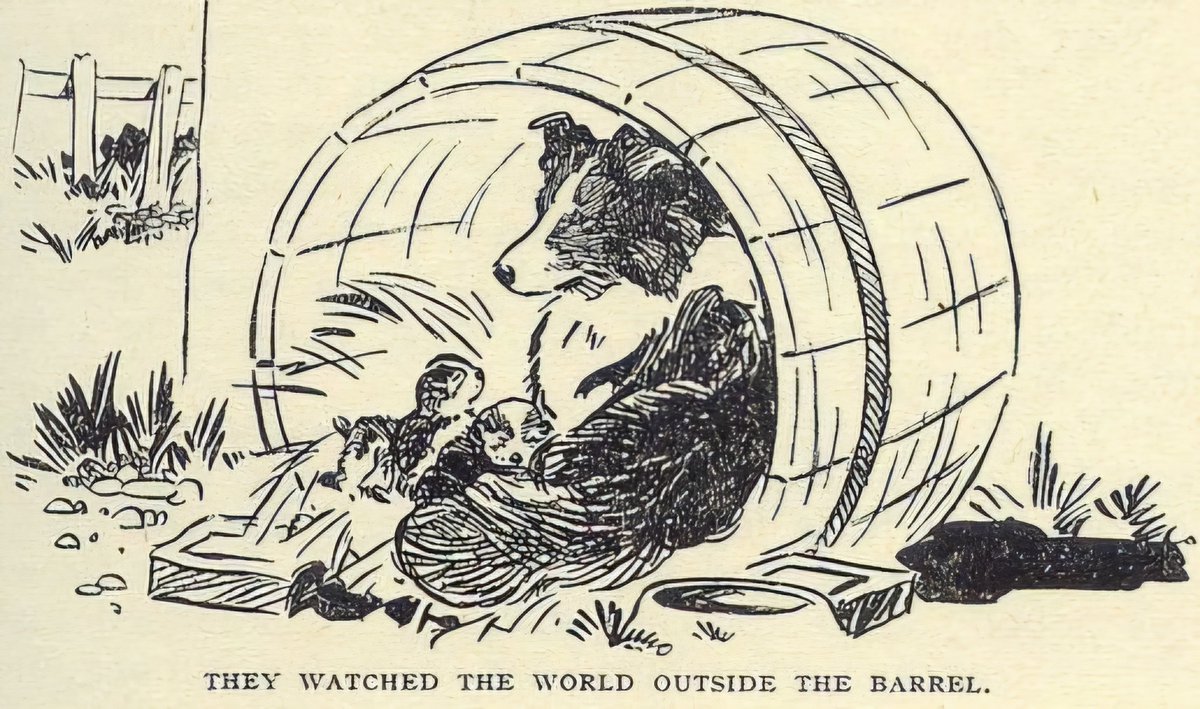 caninepoetry (@caninepoetry_) on Twitter photo 