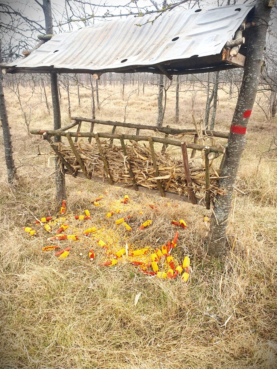 RNP_Romsilva's tweet image. Hrană complementară asigurată faunei în fondurile cinegetice gestionate de Ocolul Silvic Lacu Sărat din cadrul #Romsilva 

#Foresters provides complementary food for wild animals in special places, like these at Lacu Sărat #Forest District, in Brăila county, #Romania 

#forestry