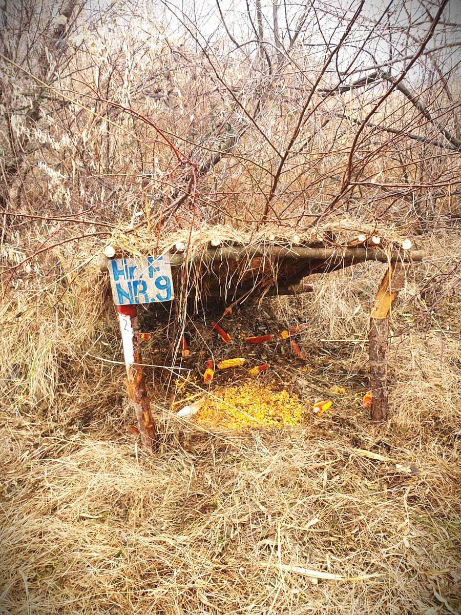 RNP_Romsilva's tweet image. Hrană complementară asigurată faunei în fondurile cinegetice gestionate de Ocolul Silvic Lacu Sărat din cadrul #Romsilva 

#Foresters provides complementary food for wild animals in special places, like these at Lacu Sărat #Forest District, in Brăila county, #Romania 

#forestry