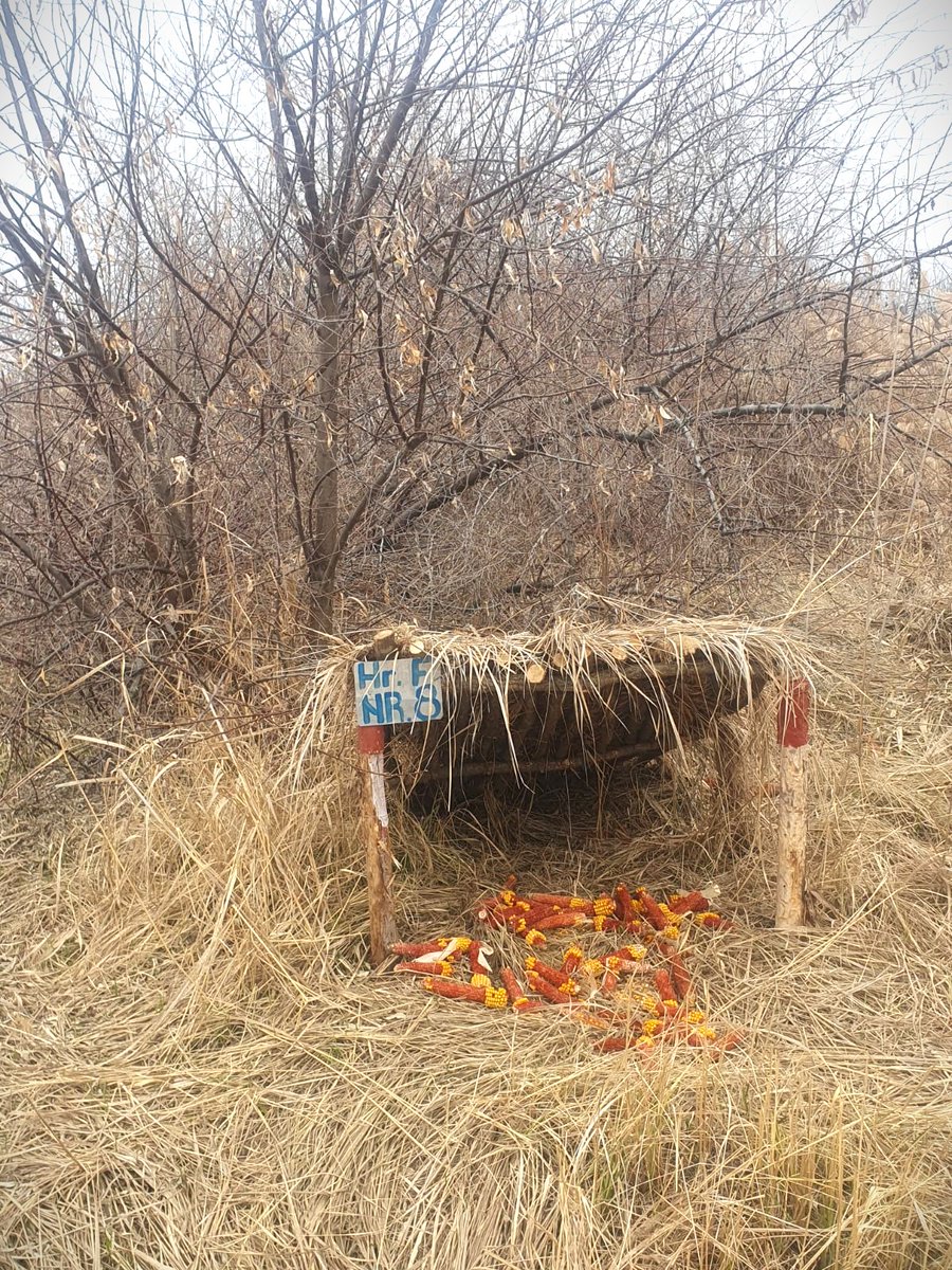 RNP_Romsilva's tweet image. Hrană complementară asigurată faunei în fondurile cinegetice gestionate de Ocolul Silvic Lacu Sărat din cadrul #Romsilva 

#Foresters provides complementary food for wild animals in special places, like these at Lacu Sărat #Forest District, in Brăila county, #Romania 

#forestry