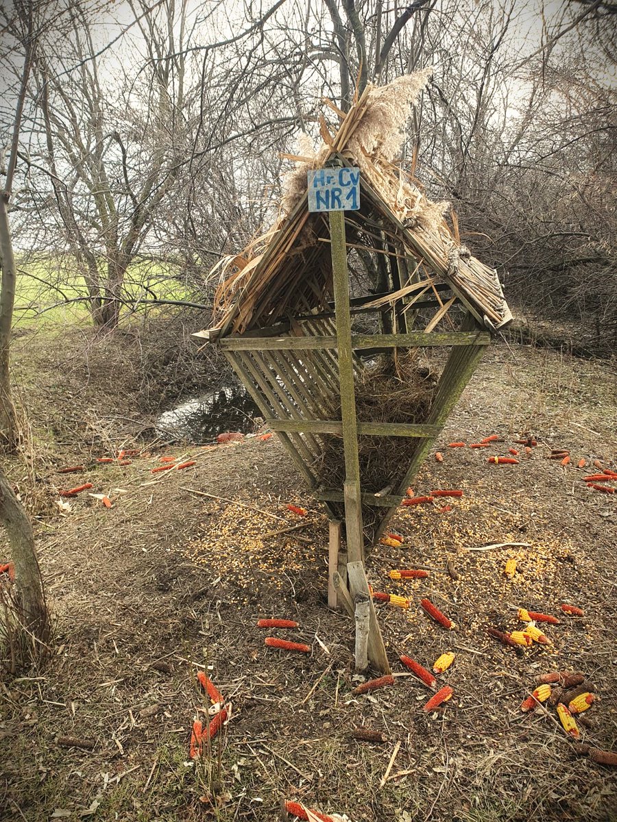 RNP_Romsilva's tweet image. Hrană complementară asigurată faunei în fondurile cinegetice gestionate de Ocolul Silvic Lacu Sărat din cadrul #Romsilva 

#Foresters provides complementary food for wild animals in special places, like these at Lacu Sărat #Forest District, in Brăila county, #Romania 

#forestry