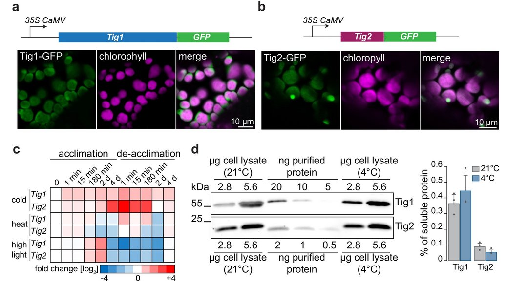 David Scheuring (@david_scheuring) on Twitter photo I am happy that we could contribute to the new and exciting <a href="/NatureComms/">Nature Communications</a> paper about the ribosome-associated trigger factor in Arabidopsis from Felix Willmunds group: rdcu.be/d59Ci I am happy that we could contribute to the new and exciting <a href="/NatureComms/">Nature Communications</a> paper about the ribosome-associated trigger factor in Arabidopsis from Felix Willmunds group: rdcu.be/d59Ci