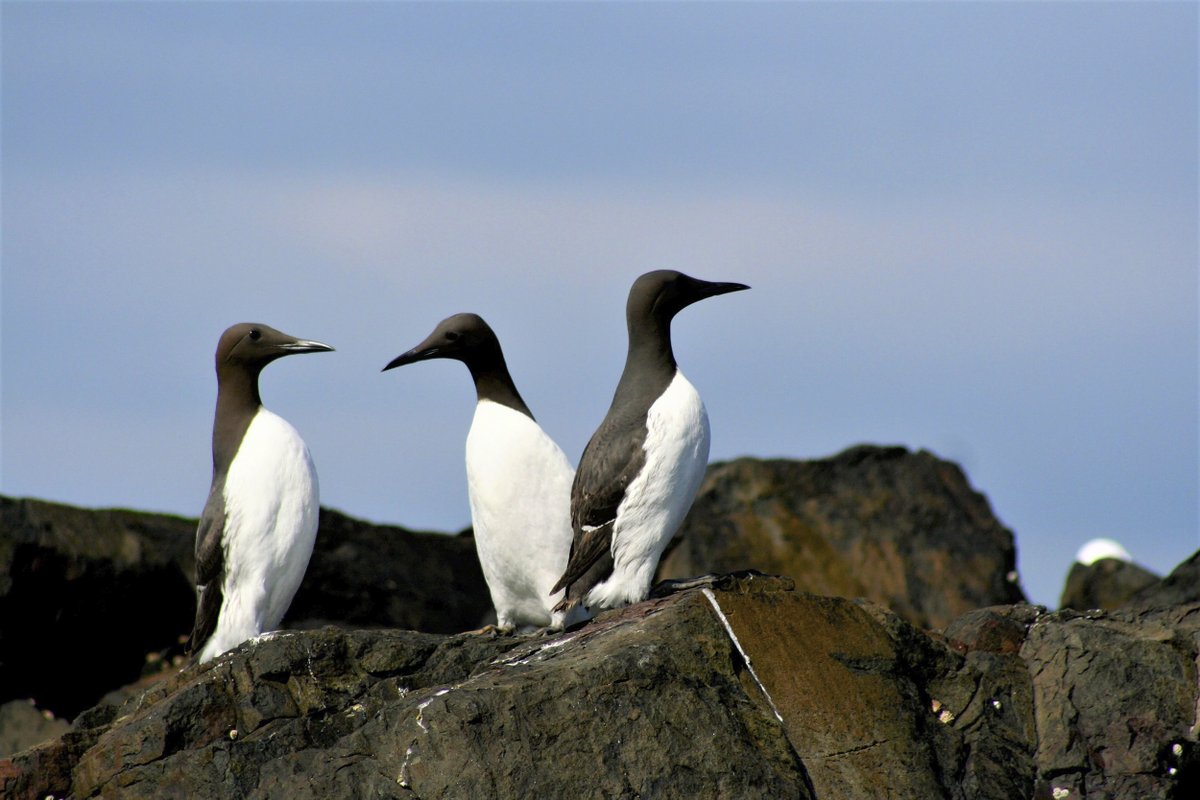 Scottish Environment LINK (@scotlink) on Twitter photo "The diversity and uniqueness of our seabirds is remarkable, yet their survival is increasingly threatened as they face a relentless wave of challenges, and it’s now widely acknowledged that urgent action is needed."
We've published a guest blog from <a href="/RSPBScotland/">RSPB Scotland</a> on the threats "The diversity and uniqueness of our seabirds is remarkable, yet their survival is increasingly threatened as they face a relentless wave of challenges, and it’s now widely acknowledged that urgent action is needed."
We've published a guest blog from <a href="/RSPBScotland/">RSPB Scotland</a> on the threats