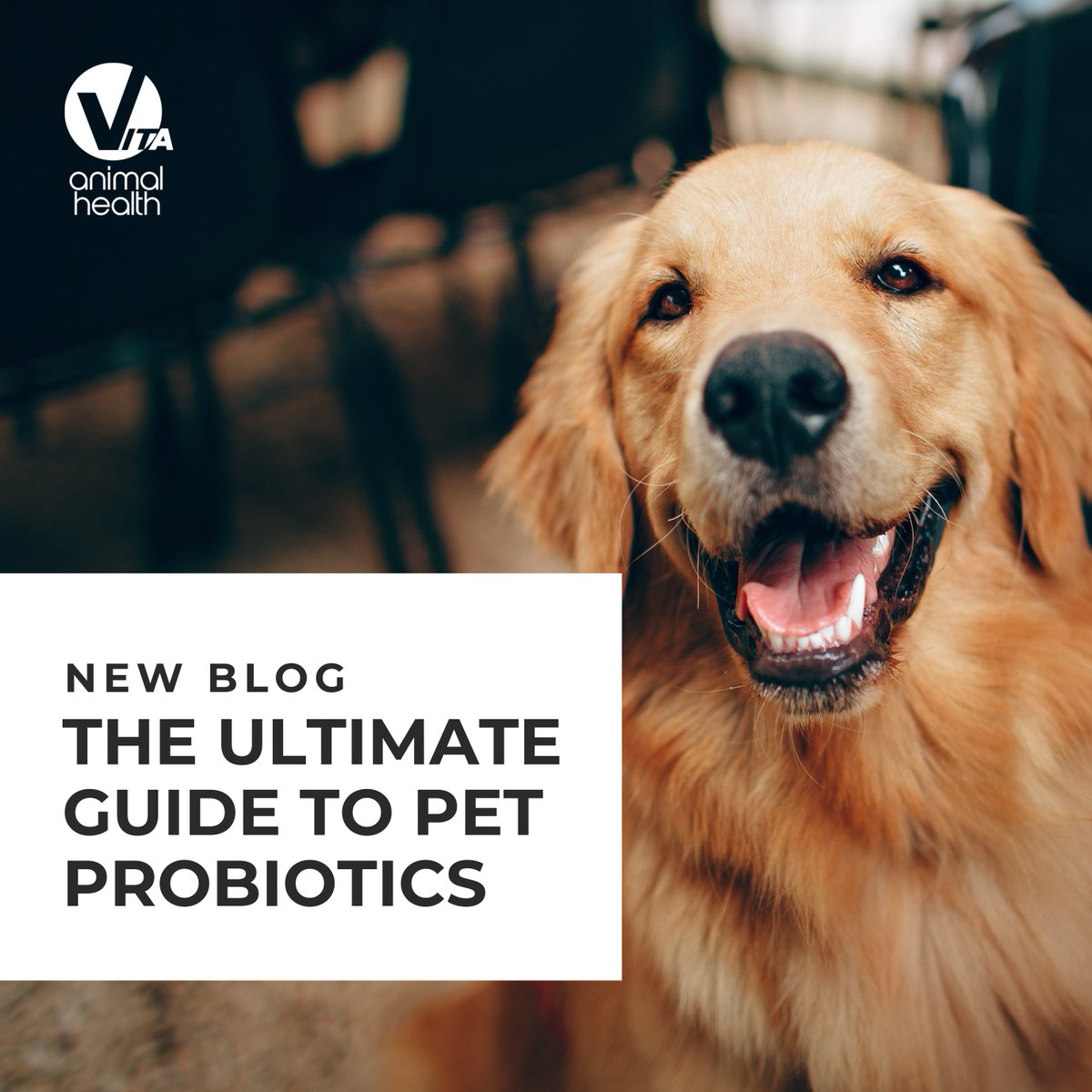 vitapethealth's tweet photo. Do you see lots of patients that are struggling with stomach upset?

Why not direct them towards our latest blog: The Ultimate Guide to Pet Probiotics, packed with helpful tips, tricks, and insights to support their gut health!

Read and share here 🔗 https://t.co/sLyM4eWg8o https://t.co/zBzRGZPJjt
