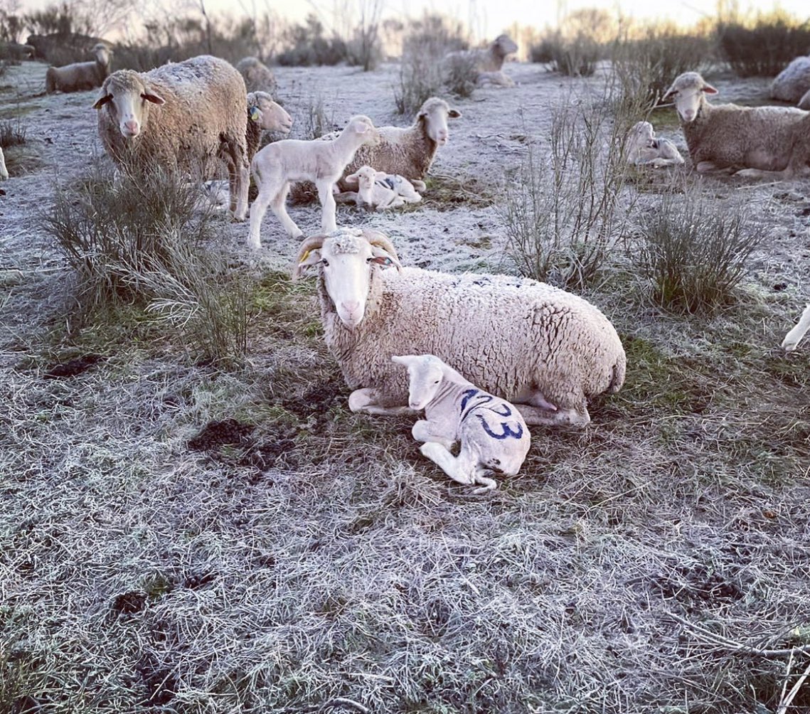 Camino Limia tweet media