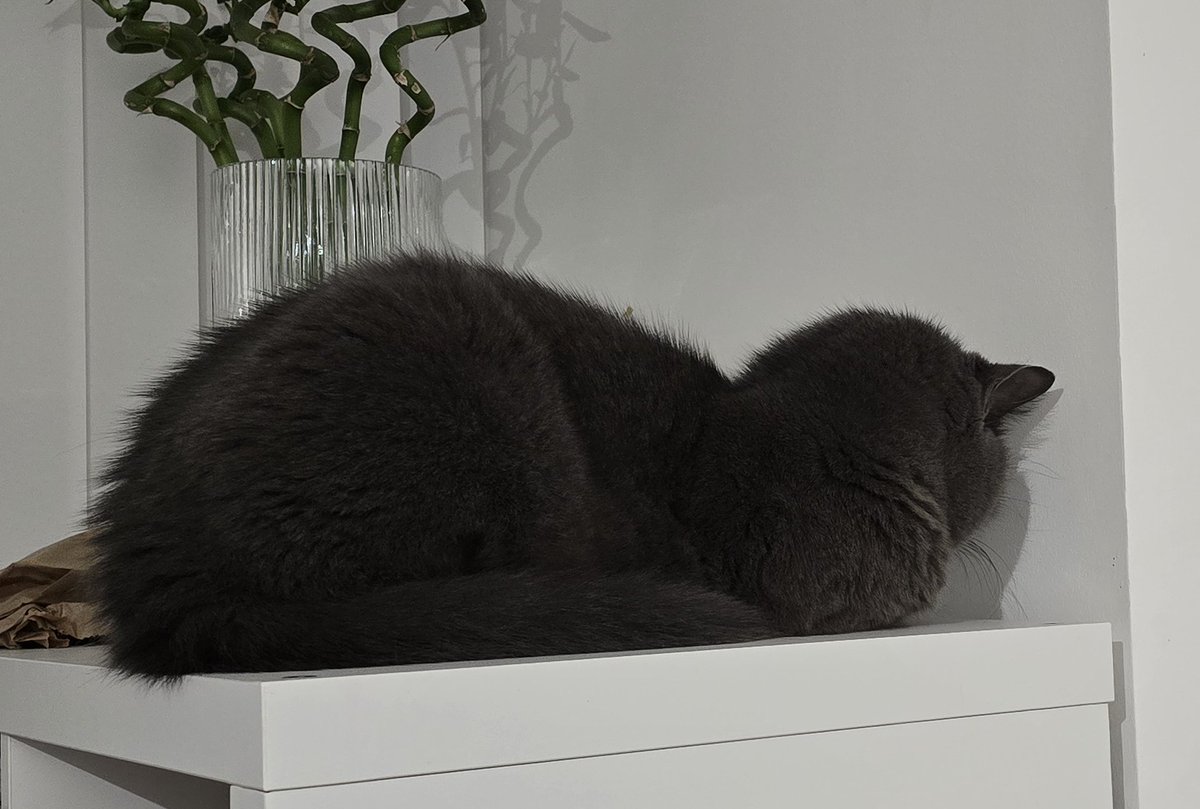 Avianveil's tweet image. Work Vibes Today haha

#britishblue #cat #ihatework