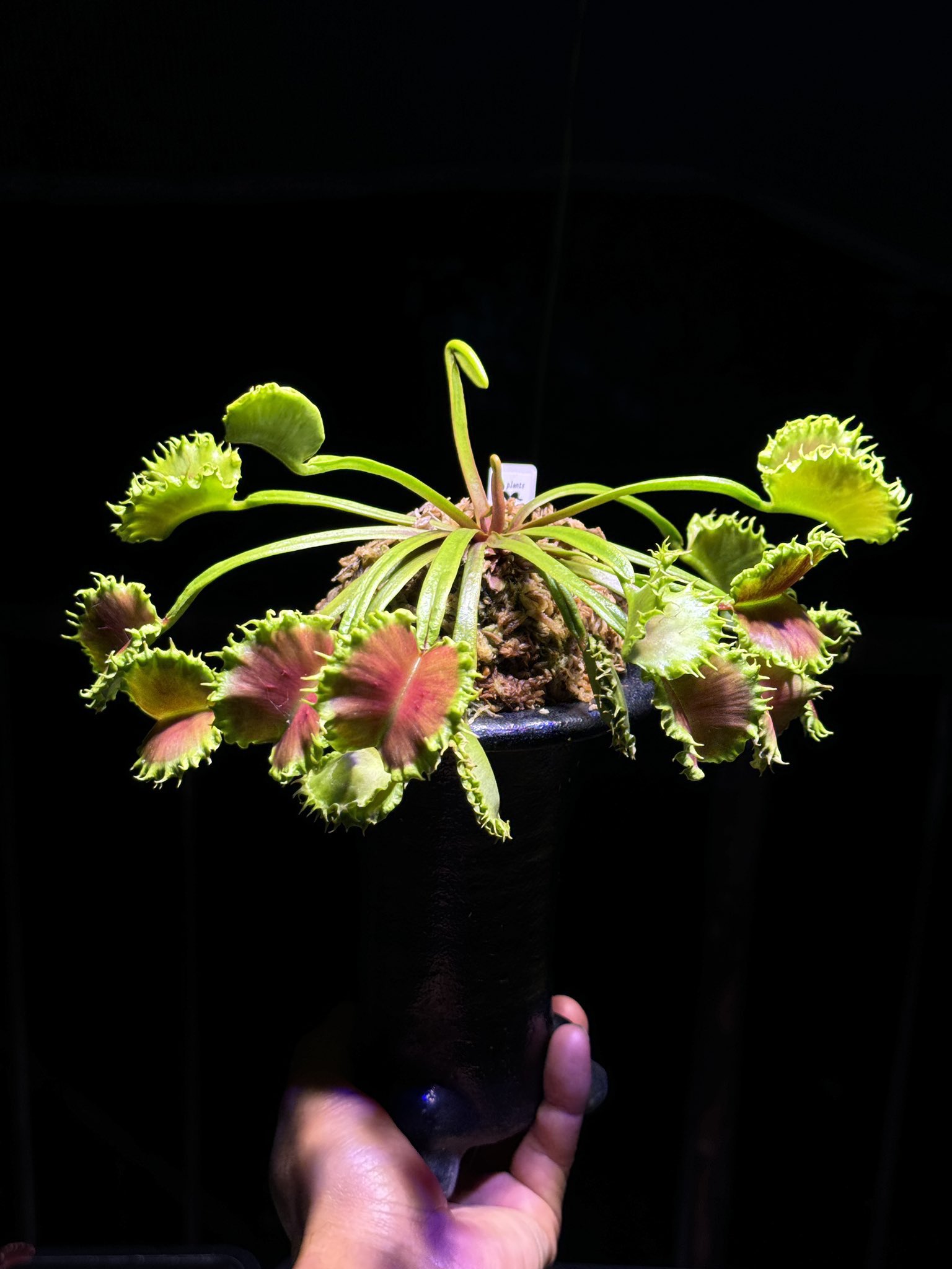 Pan-nu@食虫植物楽しいよ on X: 
