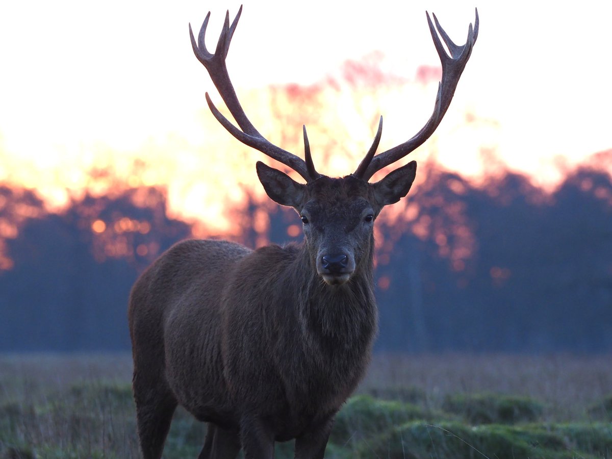 Lovely red sky this morning in <a href="/theroyalparks/">The Royal Parks</a> Bushy Park #deer #sunrise
