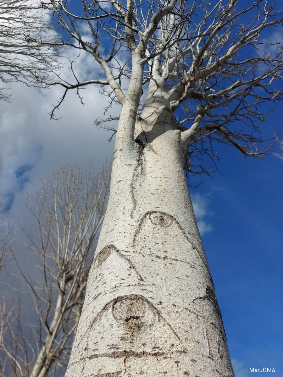 gn_maru's tweet photo. "El mundo es un absurdo animado que rueda en el vacío para asombro de sus habitantes".
Gustavo Adolfo Bécquer
#thicktrunktuesday #FraseDelDía #trees #TreeClub #tuesdayvibe #quotes #quoteoftheday #nature #photography #fotografía #hacerfotos #ThePhotoHour https://t.co/fHRyVISzE5