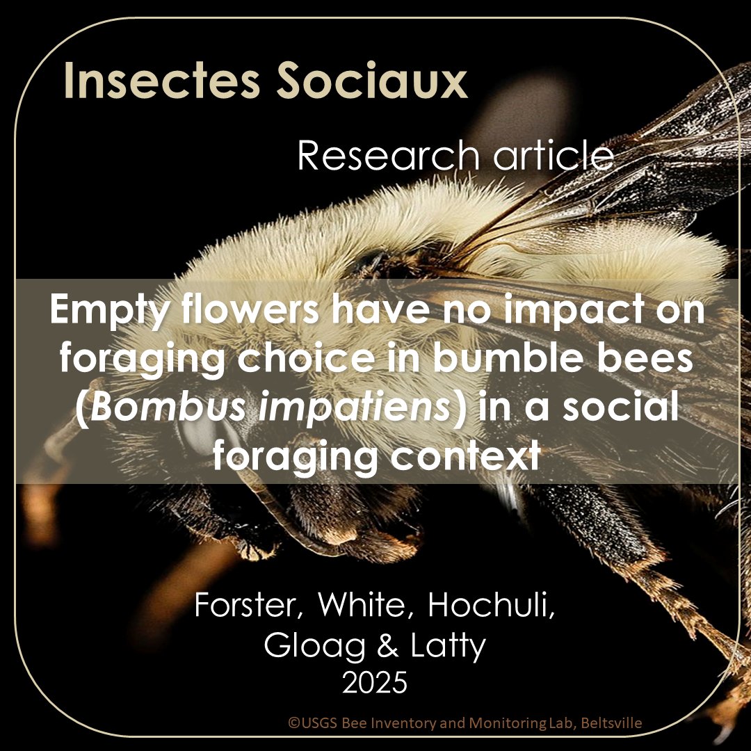 InsSociaux's tweet image. New research article! 📰

Forster et al. used artificial flowers to show that bumble bees&apos; foraging choices are influenced more by social cues than by the presence of empty flowers. 🌸
doi.org/10.1007/s00040…

#InsectesSociaux #SocialInsects #BeeBehavior #Foraging #BumbleBees