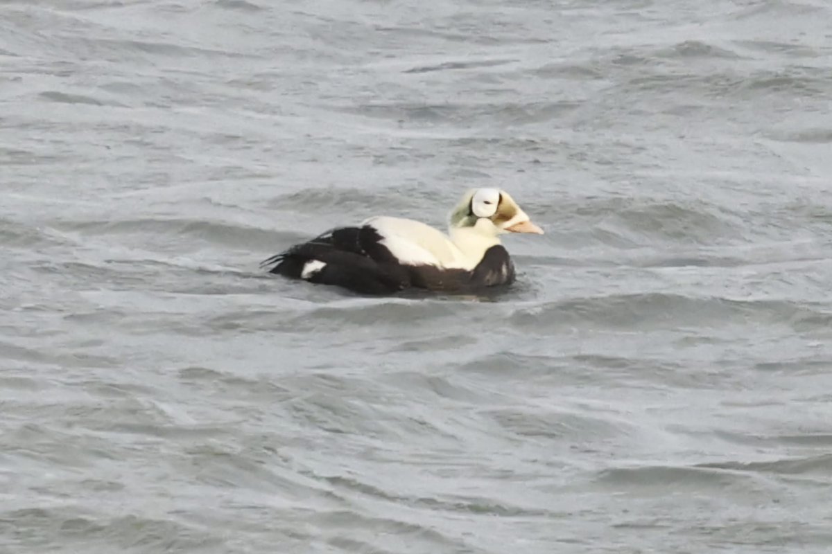 Voor iedereen die vandaag op Texel is voor de Brileider. Vandaag wordt er in het Vogelinformatiecentrum getracteerd op gratis koffie met lekkere Texelse koek. Zo'n soort moeten we vieren. Open van 10-17 uur. Foto Rodny Stolk
