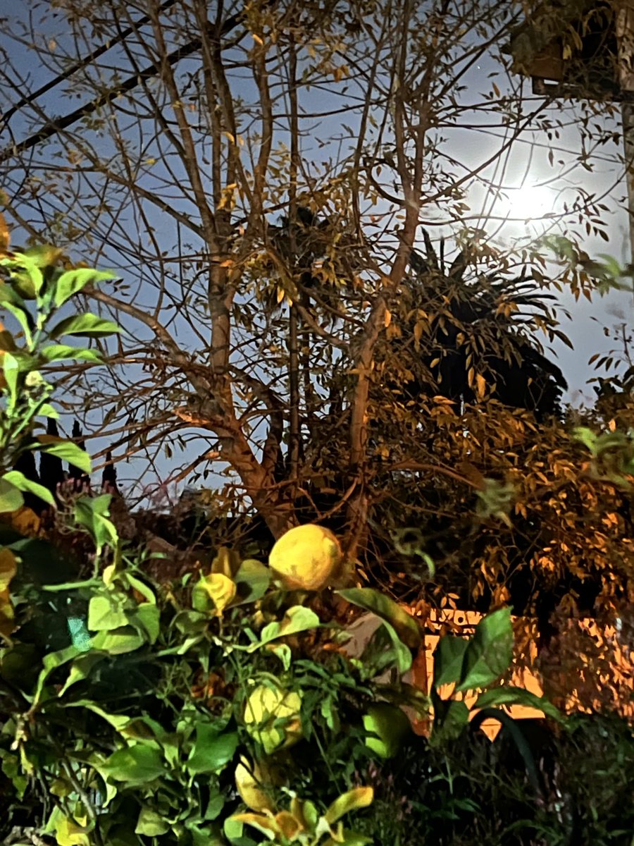 MaryPortser's tweet photo. The moon tonight https://t.co/6jmEcrlVDU