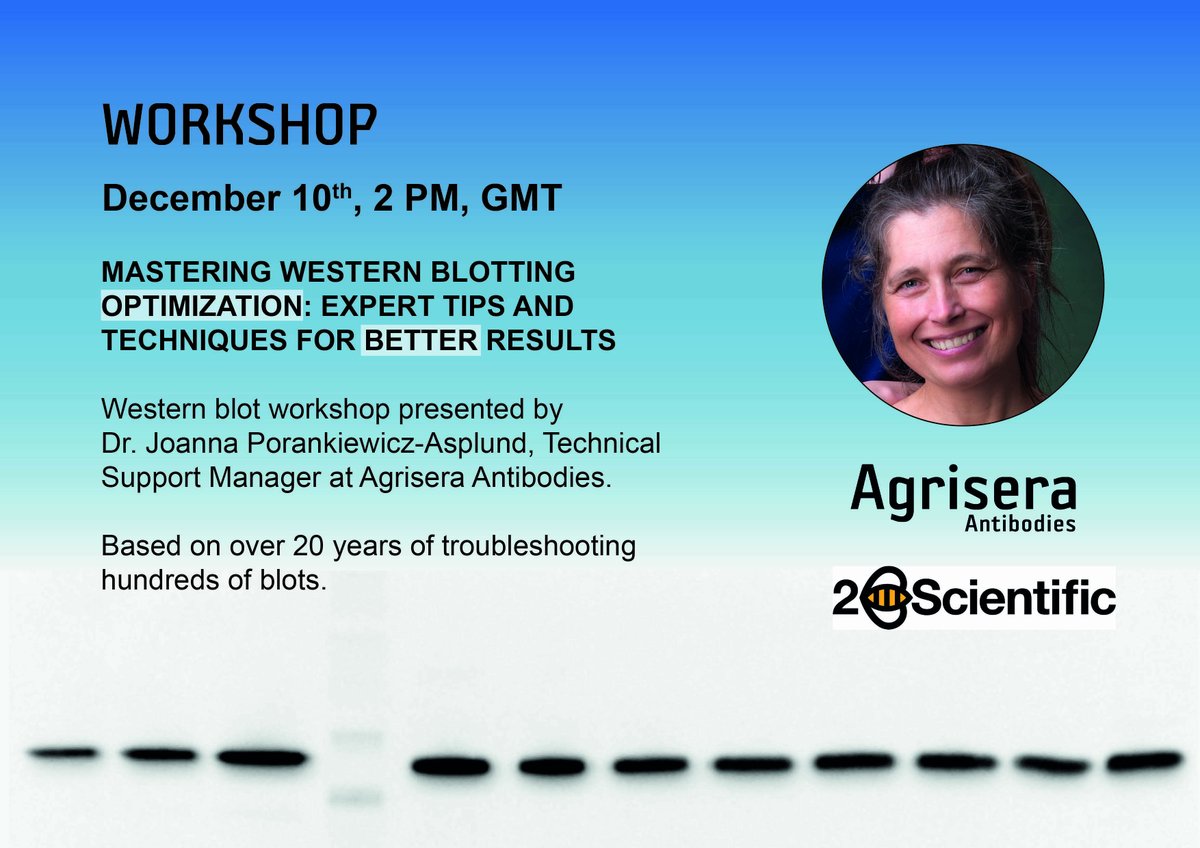 Can primary antibodies be reused? How do you remove unwanted background? Can the same Western blot protocol be used every time?

Get answers to these questions and much more in Agrisera's latest Western blot workshop: eu1.hubs.ly/H0fMtqY0