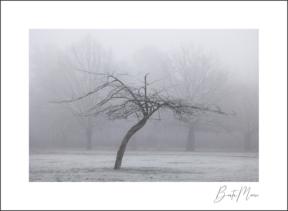 Five years of university studies instilled in me an appreciation of the intricacy and the beauty of trees. Not surprisingly, even a humble tree grows in my eyes to a majestic one! <a href="/CanonUKandIE/">Canon UK and Ireland</a> <a href="/BenroUK/">ROUK BEN</a>