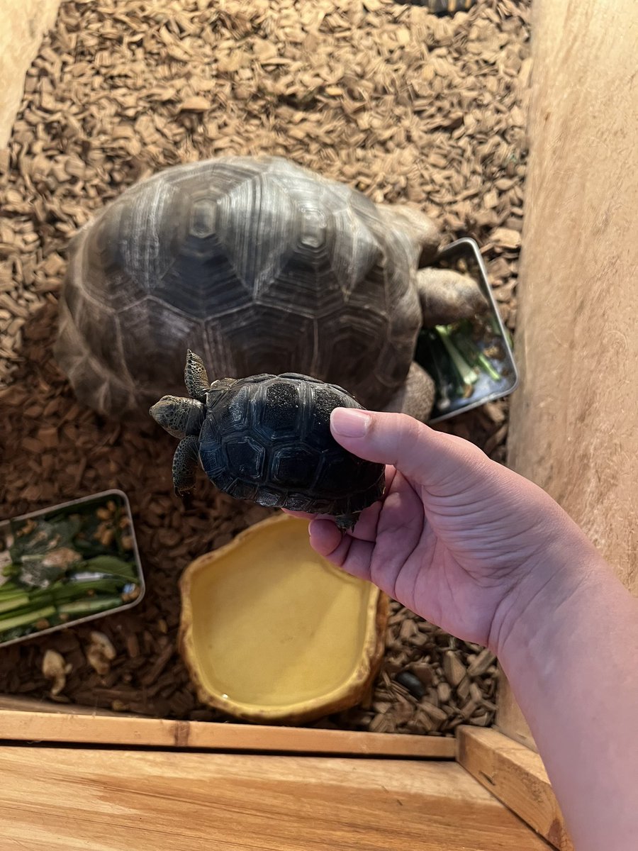 本日お店をオープンして2周年となりました🙇🏽‍♂️✨
これも皆様に支えていただけたからこそです、いつもありがとうございます🙇🏽‍♂️🎊
感謝の気持ちを込めて1/25,26の2日間2周年SALE行います🙇🏽‍♂️🎉
珍しい生体から激安生体まで少しずつ紹介していきます🤩🎊
まずはアルダブラ！でかくなります！
拡散希望です！笑