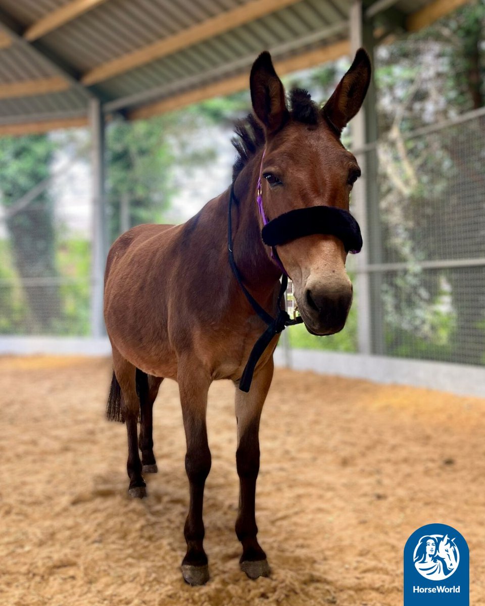 HorseWorldTrust's tweet photo. Tilly's New Year's resolution is to keep building up her confidence🤗
This lovely mule has come such a long way in the past year and has even recently joined our Discovery team all on her own.🥹
We are so proud of you, Tilly.💙
#Mules #Discovery #EquineAssistedLearning https://t.co/NGjOLbKhbN