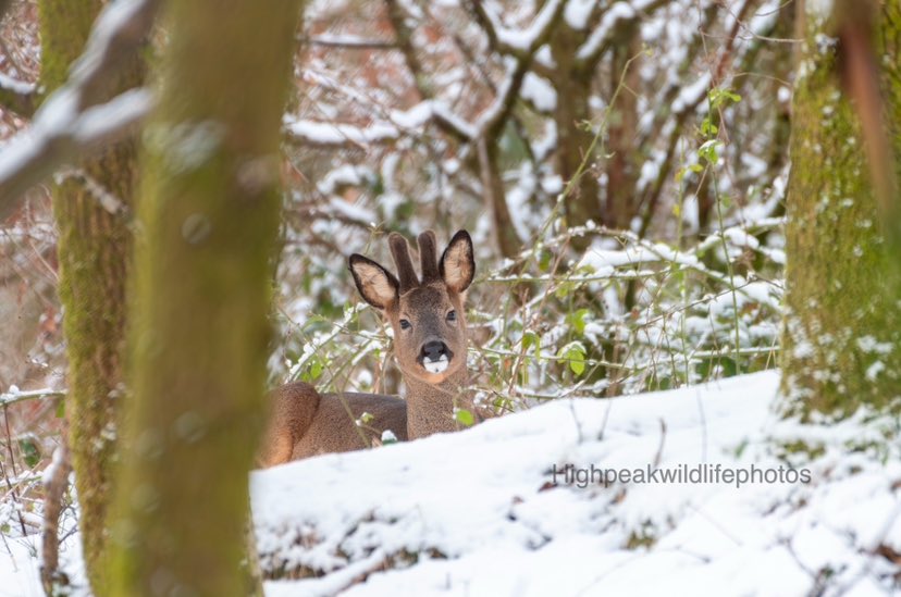 Oli_booth's tweet photo. One of Glossops residents lay in the snow.. #roedeer #deer #snow #resting #ukmammal #NorthWest #news #photograghy #glossop #peakdistrict https://t.co/NODt51ot2T