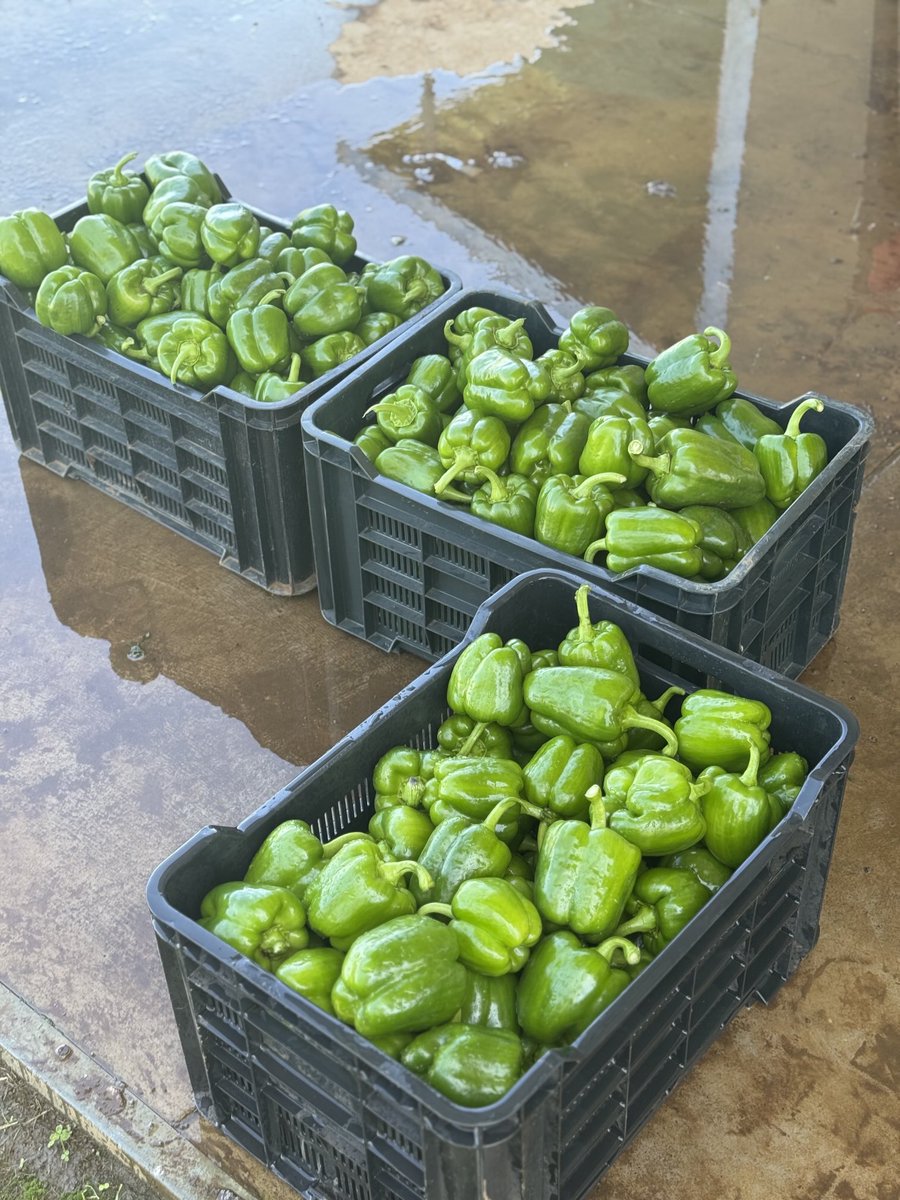 ndela farming tweet media