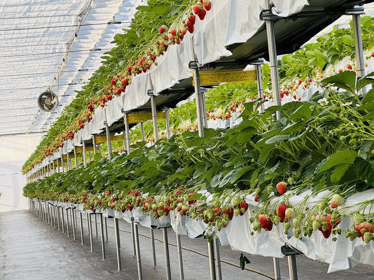 moris_farm's tweet photo. 3連休いちご狩り後の紅ほっぺ🍓
紅ほっぺだけ2段なので
どうしてもここだけ残ってしまいます🍓紅ほっぺのみ、量り売り受付します😊
空のパックをお渡ししますので、
規定のグラムを超えない様に
近くに置いてある秤に乗せながら
お好きないちごを選んで収穫して入れて
いってもらいます🍓
連絡下さい🤙 https://t.co/i6iJoOzPZn